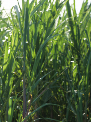 海に見惚れて 八掛うみ_0129