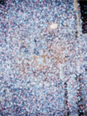 宠物捕捉大师1-16_11-048