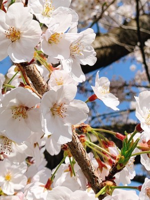 [PIXIV FANBOX] 関谷あさみ／ふか_2021_03_28_0328_0