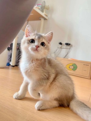 眼酱大魔王w - 制服大鳳♡_13