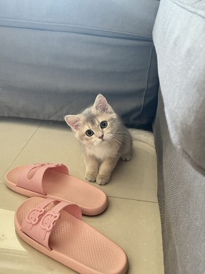 眼酱大魔王w - 制服大鳳♡_11