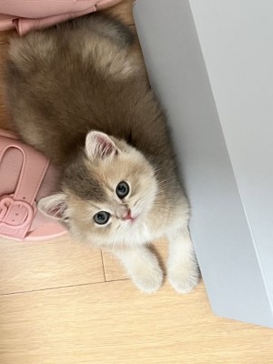 眼酱大魔王w - 制服大鳳♡_14