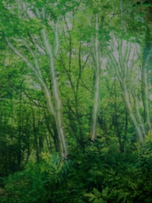 [ふわてん (天壌りゅか)] ケモぱら!～異世界で出会ったケモミミ娘たちと子作り生活～[甜族星人赞助汉化]_174