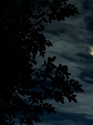 [dfifuw98] 一日一名様限定 癒しの秘湯旅館（一日目・昼の部・夜の部）_139_102160247_p60