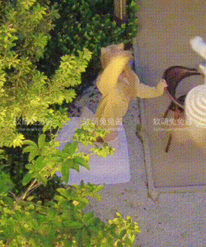 软萌兔兔酱 -&nbsp;&nbsp;爱猫人士 with GIF_081