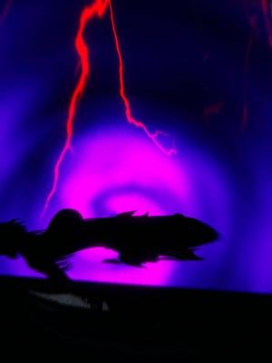 宠物捕捉大师26-31_1543