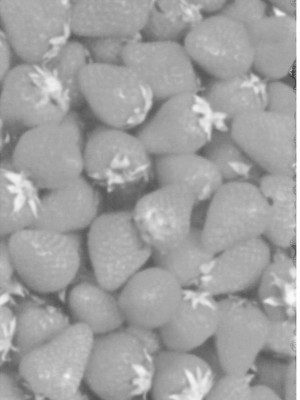 [东方小吃店] (例大祭5) [54burger (まるごし)] COSMIC DARE (東方Project)_03