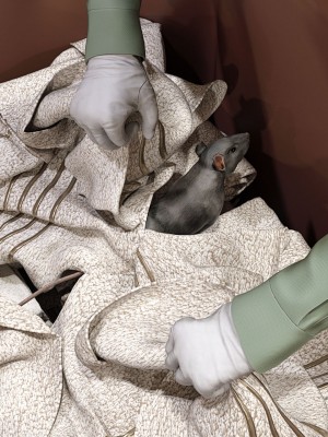 [平ノ兼光 ] 杀戮之宴 (上+中+下+废稿）_00000365