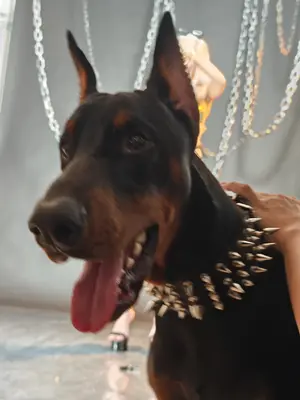 Puypuy - Carmilla Summer_157