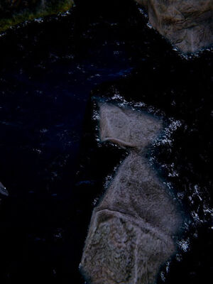 [ウキ] 不敬仙 11-17_0470