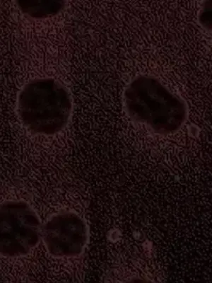 上流社會～我要成為人生勝利組～ 1-50話[完結]_029043