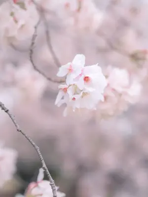 [HaneAme雨波] 原创 雨樱下的约定_29