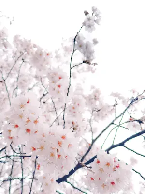 [HaneAme雨波] 原创 雨樱下的约定_46