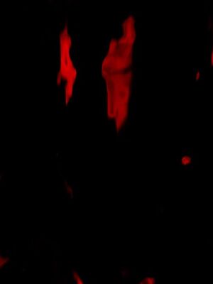 【phloxcc】离幻真玄录01-05_01324