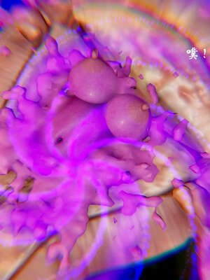 [Jayep]武林 17-20兵神怪坛_20-211