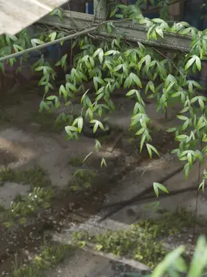 [saintedname] 致命的行动0-3+EX艾达王篇_00831