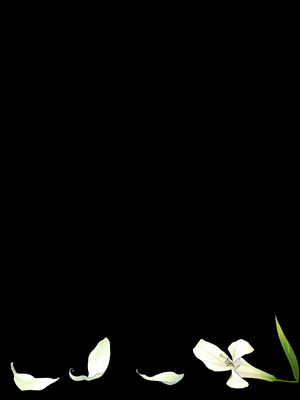 [ハッピーエンド決死隊 (18sai_4)] 薫る花が散るまで (薫る花は凛と咲く)｜薰香花朵凄然调落 [角都九阳个人汉化]_34_jykt