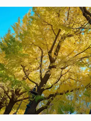 花宮いのり - INORI 1st e-book_003